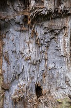 Damaged trunk of an old oak tree