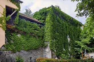 Old town wall and house overgrown by wild vine