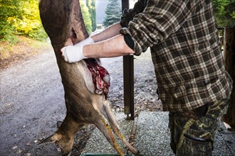 A hunter guts a deer