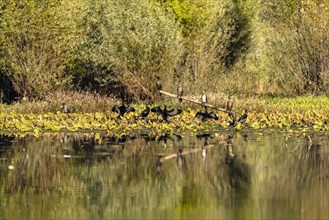 Cormorants drying themselves on the river Crnojevic