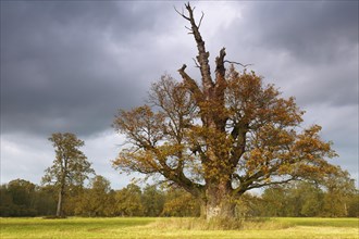 Oldest oak in the biosphere reserve