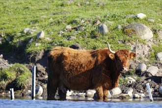 Galloway Highland cattle standing in the water