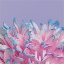 Close up pretty pink blue flower