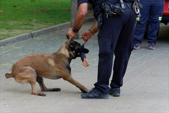 Training of a Belgian Shepherd Malinois dog for police work