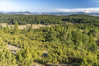 Forest in Durmitor National Park