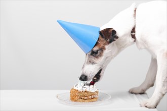 Cute dog eating tasty birthday cake