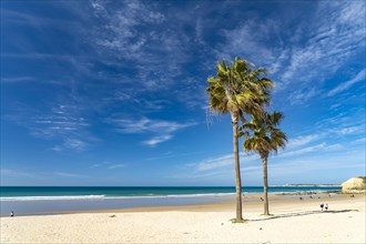 Palm trees on the beach of Conil de la Frontera