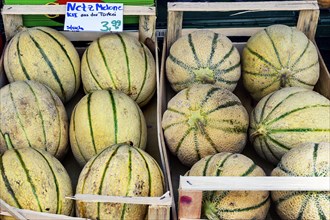 Net melons in wooden boxes