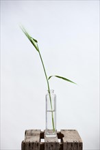 Barley in a vase as a freeze frame against a white background