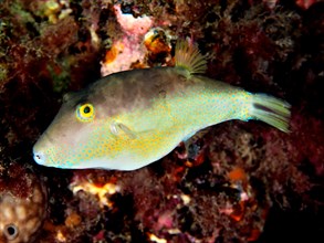 Sharphead pufferfish