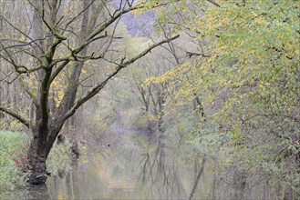 Autumn atmosphere on a branch of the Moselle