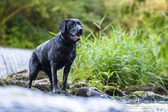 Portrait of a Labrador dog standing in river Rems