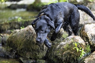 Labrador dog running through river Rems