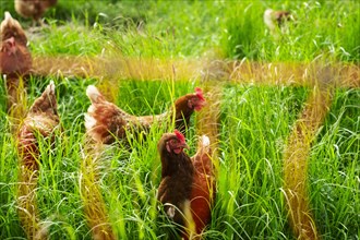 Free-range chickens in a meadow in Langenfeld