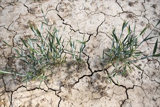 Soil of a wheat field with cracks and furrows after prolonged drought in Duesseldorf