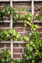 Trellis fruit on a brick wall