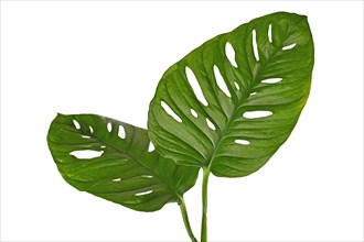 Large leaf of tropical 'Monstera Adansonii' houseplant with holes on white background