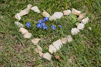 Heart of stones framing spring gentian