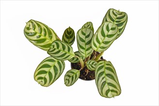 Top view of tropical 'Ctenanthe Burle Marxii house plant with exotic stripe pattern on leaves in flower pot isolated on white background