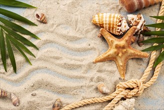 Shells starfish sand