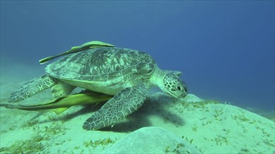 Sea turtle grazing on the seaseabed