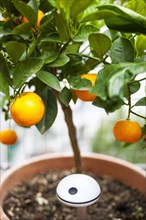 Humidity sensor in a flower pot with an orange tree