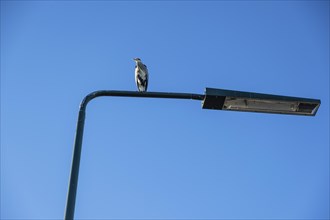 A grey heron on a street lamp watches a nearby river from above