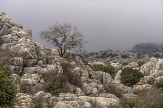 The extraordinary karst formations in the El Torcal nature reserve near Antequera