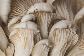 Beautiful macro fresh mushroom