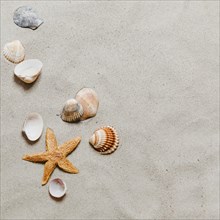 Starfish shells beach
