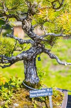 Seventy-year-old miniature black pine