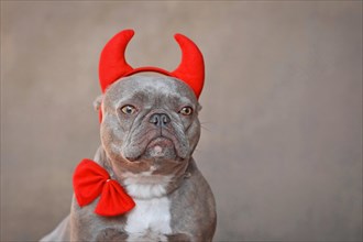 Portrait of French Bulldog dog wearing red devil horns and bow tie in front of gray background