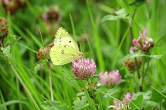Pale clouded yellow