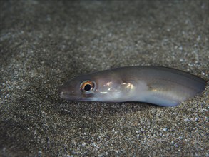 Golden Balearic sea eel