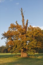 Oldest oak