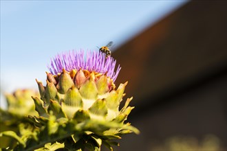 A bee flies onto the flower of an artichoke