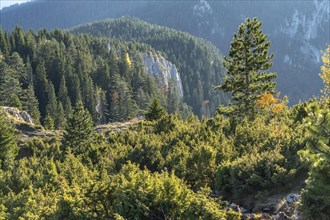 Forest in Durmitor National Park