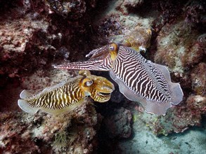 Pair of common cuttlefish