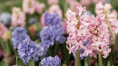 Assortment with colourful hyacinths