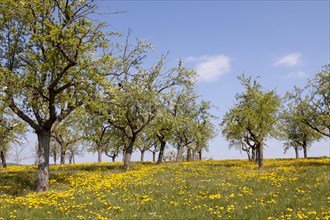 Meadow with old fruit trees