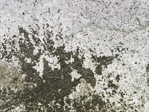 Weathered concrete wall texture with black lichen