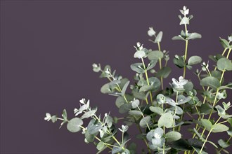 Close up of Eucalyptus plant branches in front of dark gray background