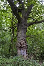 Damaged trunk of an old oak tree