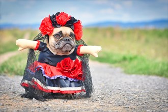 French Bulldog dog dressed up with 'La Catrina' Halloween costume with red and black dress with rose flowers and lace veil from Mexican 'Los Muertos' Day of the Dead festival