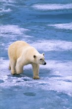 Polar bear walking on melting ice