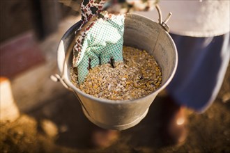 Person hand holding bucket with fodder