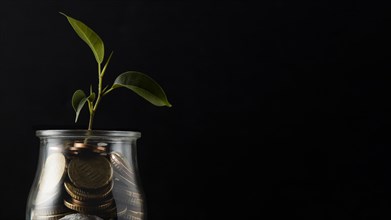 Plant growing from jar coins with copy space