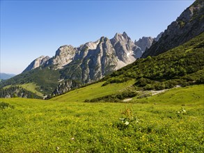 Alpine meadow in front of the peaks of the Gosaukamm