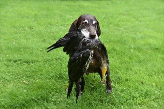 Hunting dog with great cormorant