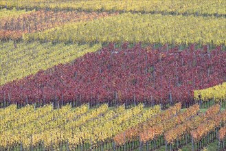 View of vines with autumn leaves